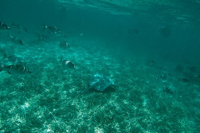 The Best Speedboat Tour In Cancun through Nichupte Lagoon, Snorkel included. - Through the Mangrove Channels