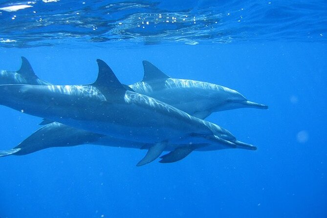 Ultimate Na Pali Coast Zodiac Boat Snorkeling and Sea Cave Tour - Reading the Nā Pali Coast from the water