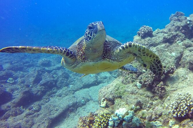 Ultimate Na Pali Coast Zodiac Boat Snorkeling and Sea Cave Tour - Wildlife is part of the luck