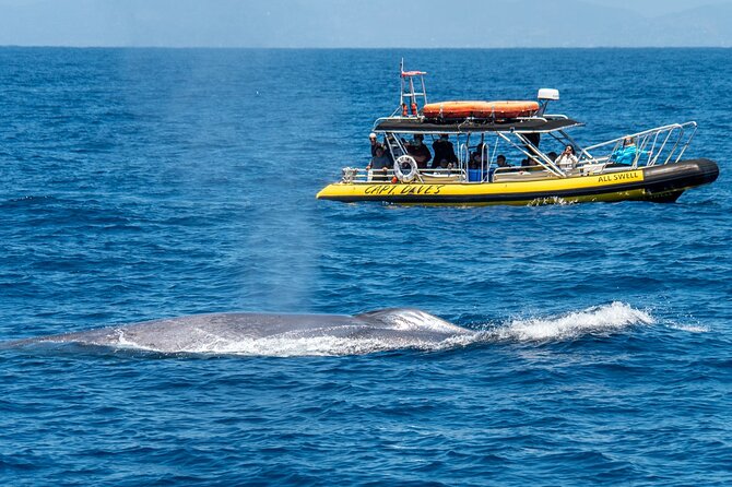 Up-Close Dolphin & Whale Watching Zodiac Adventure in Dana Point - Following dolphins through the open water