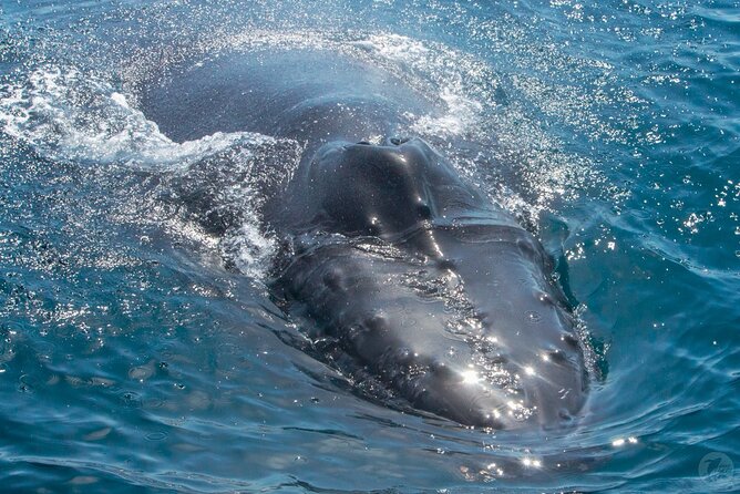 Up-Close Dolphin & Whale Watching Zodiac Adventure in Dana Point - Whale seasons from blue whales to gray whales