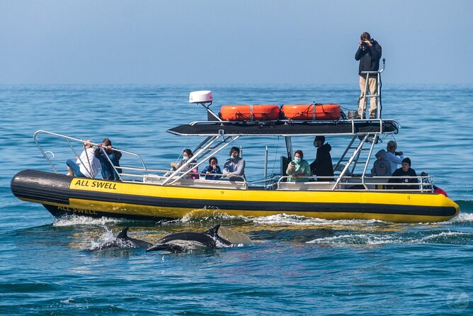 Up-Close Dolphin & Whale Watching Zodiac Adventure in Dana Point - The value of the marine naturalist commentary