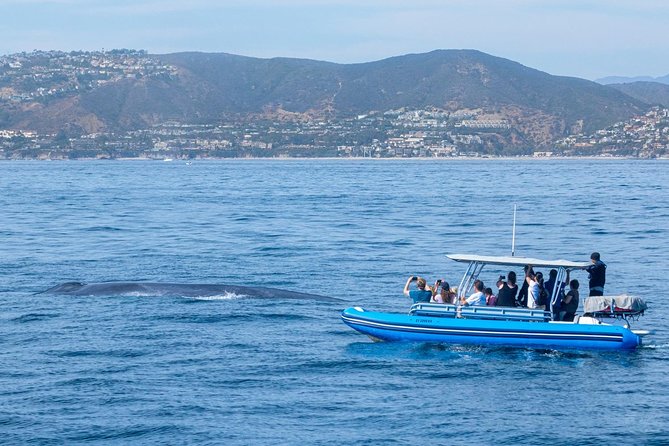 Up-Close Dolphin & Whale Watching Zodiac Adventure in Dana Point - A closer look at the two-part itinerary