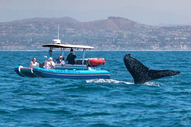 Up-Close Dolphin & Whale Watching Zodiac Adventure in Dana Point - Price and what your $99.99 buys
