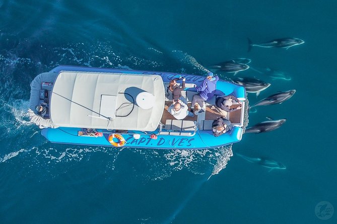 Up-Close Dolphin & Whale Watching Zodiac Adventure in Dana Point - Who will enjoy this trip most