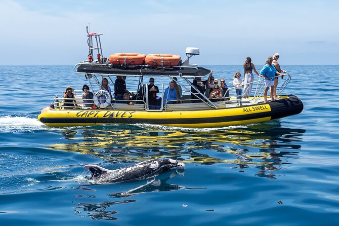 Up-Close Dolphin & Whale Watching Zodiac Adventure in Dana Point - The zodiac ride and what the small boat changes