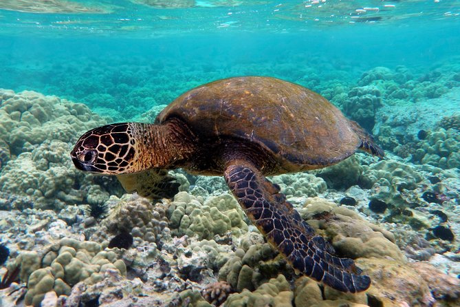 V.I.P Snorkeling & Fishing Tour ( Speed Boat ) Minimum 02 people - Who should book this Nha Trang tour