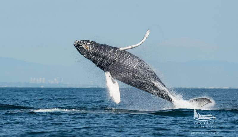 Vancouver, BC: Whale Watching Tour Small Zodiac with Guide - Starting in Richmond, not downtown Vancouver