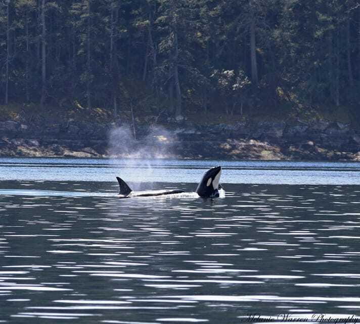 Vancouver, BC: Whale Watching Tour Small Zodiac with Guide - Best timing and who should choose it