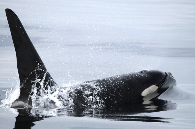 Vancouver Island Zodiac Whale Watching Adventure - Telegraph Cove - Is the $169.54 price good value?