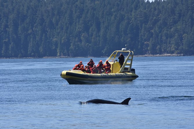 Vancouver Island Zodiac Whale Watching Adventure - Telegraph Cove - The best and hardest parts of the Zodiac format