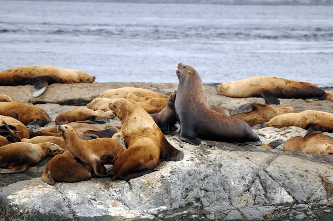 Vancouver Island Zodiac Whale Watching Adventure - Telegraph Cove - What happens at Telegraph Cove Marina and RV Park