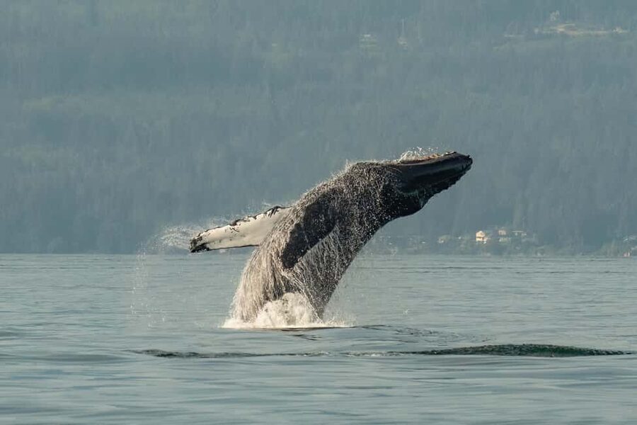 Vancouver: Zodiac Whale Watching Tour from Granville Island - Key points to know before you book