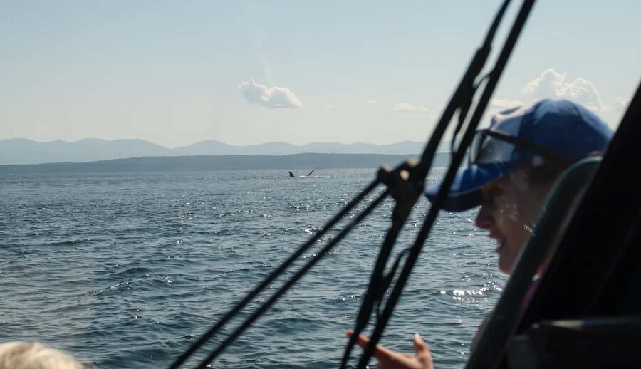 Vancouver: Zodiac Whale Watching Tour from Granville Island - The marine naturalist adds meaning to the sightings