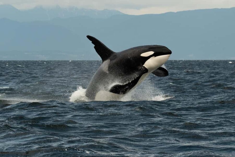 Vancouver: Zodiac Whale Watching Tour from Granville Island - What $179 buys you, and where the value lies
