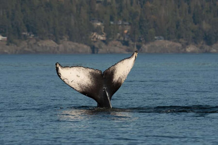 Vancouver: Zodiac Whale Watching Tour from Granville Island - Timing, cancellations, and the trip back