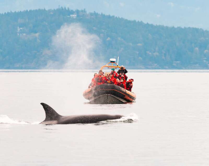 Victoria: 3-Hour Zodiac Whale-Watching Tour - Key points to know before you book