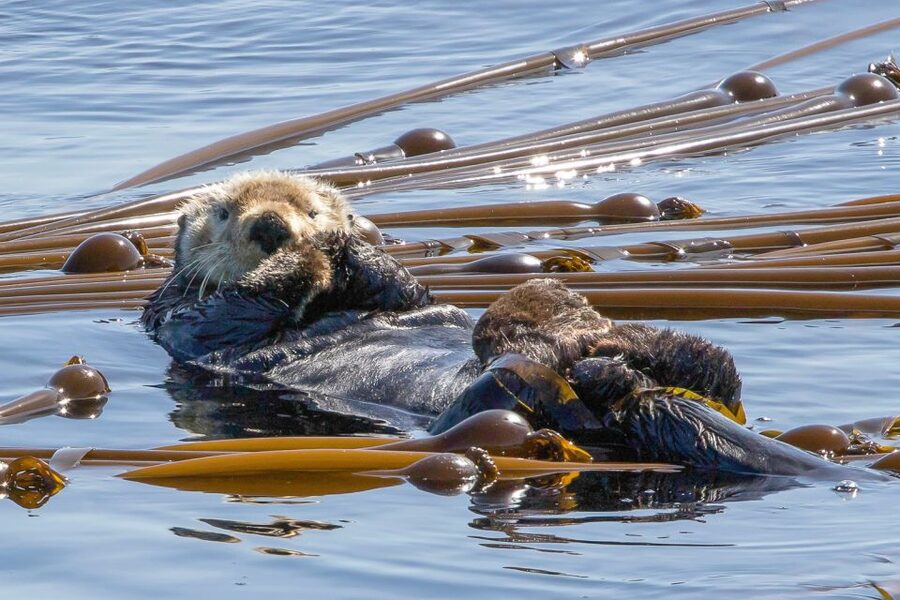Victoria: 3-Hour Zodiac Whale-Watching Tour - Who should book this Zodiac trip?