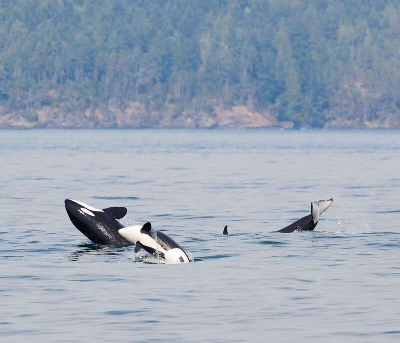 Victoria: 3-Hour Zodiac Whale-Watching Tour - Searching the Salish Sea for whales