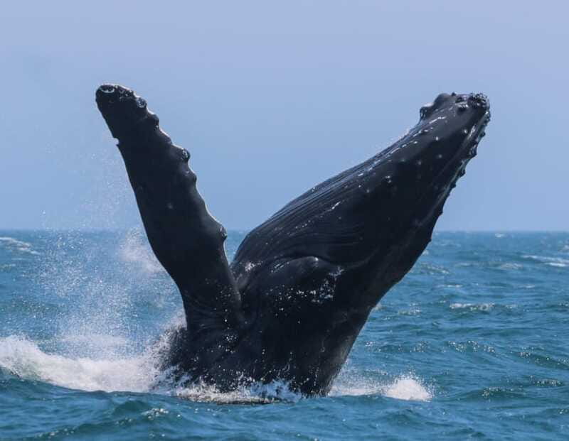 Victoria: 3-Hour Zodiac Whale-Watching Tour - The other wildlife makes the trip worthwhile