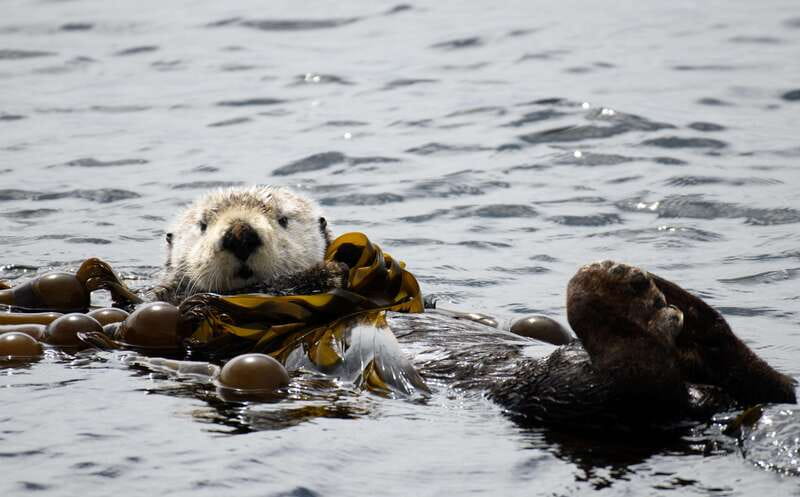 Victoria: 3-Hour Zodiac Whale-Watching Tour - Guides who make the three hours work