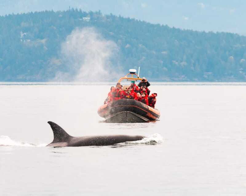 Victoria: 3-Hour Zodiac Whale-Watching Tour - When to go and what to wear