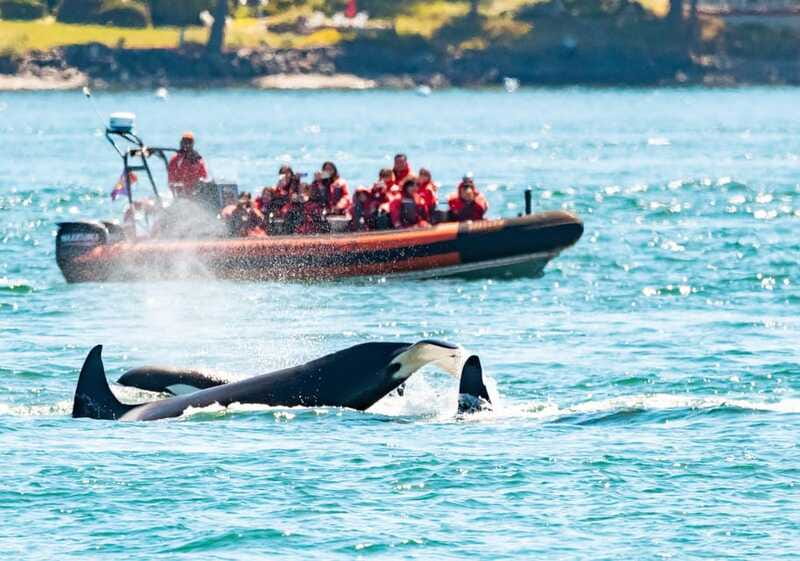 Victoria: 3-Hour Zodiac Whale-Watching Tour - Is $140 a fair price?