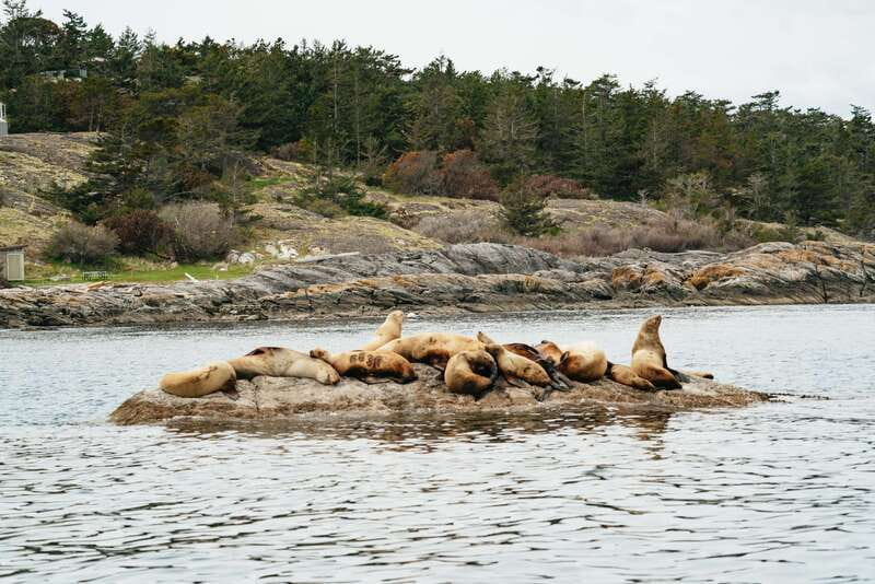 Victoria: Whale Watching Adventure in a Zodiac Boat - Searching the Salish Sea for orcas and humpbacks
