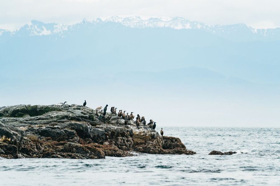 Victoria: Whale Watching Adventure in a Zodiac Boat - Guides who help turn sightings into understanding