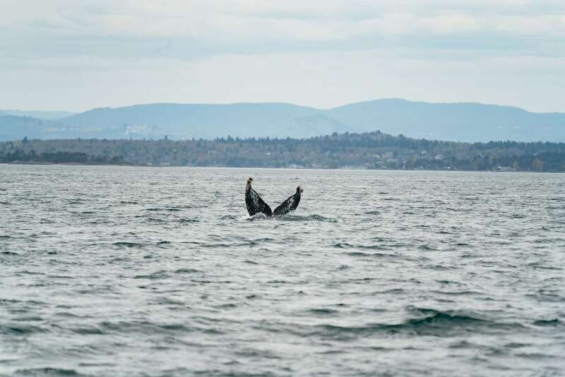 Victoria: Whale Watching Adventure in a Zodiac Boat - Who should choose this Zodiac outing?