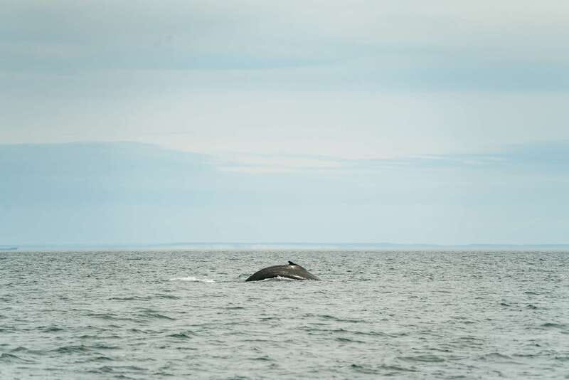 Victoria: Whale Watching Adventure in a Zodiac Boat - A 12-seat Zodiac with no bad viewing spot