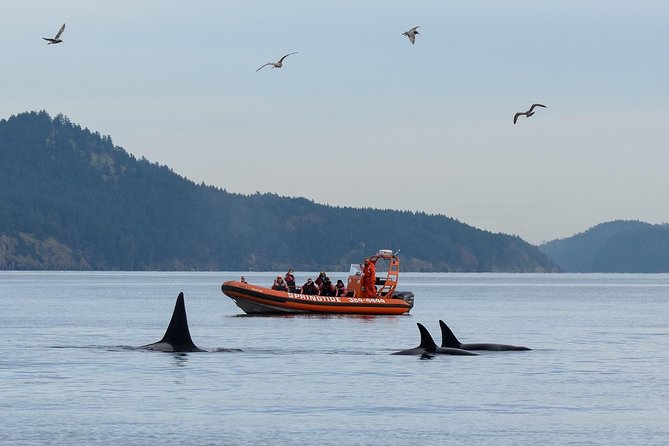 Victoria Whale Watching Tour by Zodiac - Key points before you book