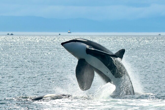 Victoria Whale Watching Tour by Zodiac - Victoria’s Zodiac ride is the main event