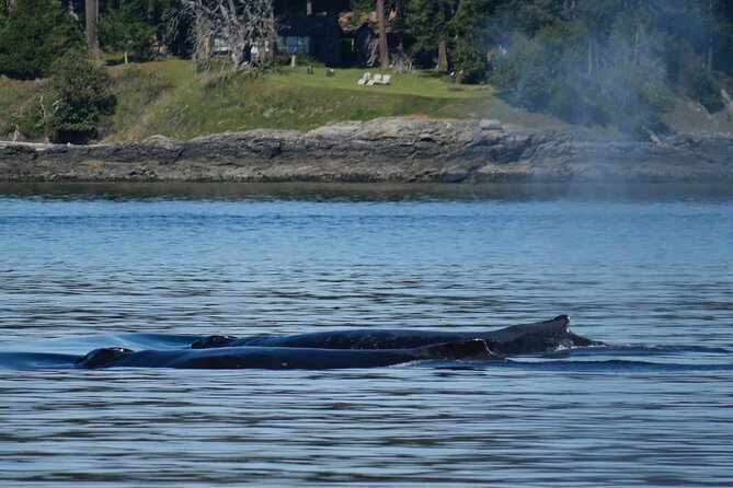 Victoria Whale Watching Tour by Zodiac - Guides who add more than directions
