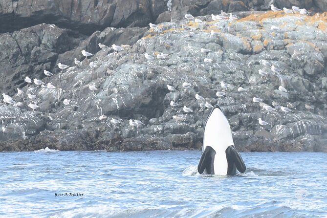 Victoria Whale Watching Tour by Zodiac - What the wildlife sightings can look like