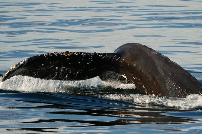 Victoria Whale Watching Tour by Zodiac - Is $111.91 a fair price?