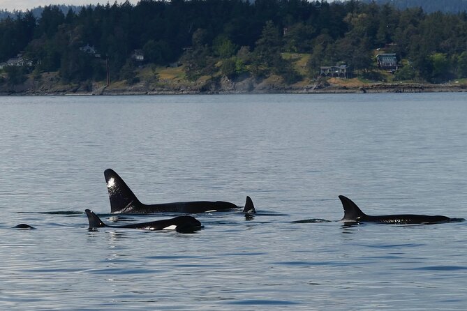 Victoria Whale Watching Tour by Zodiac - Who should choose this tour?