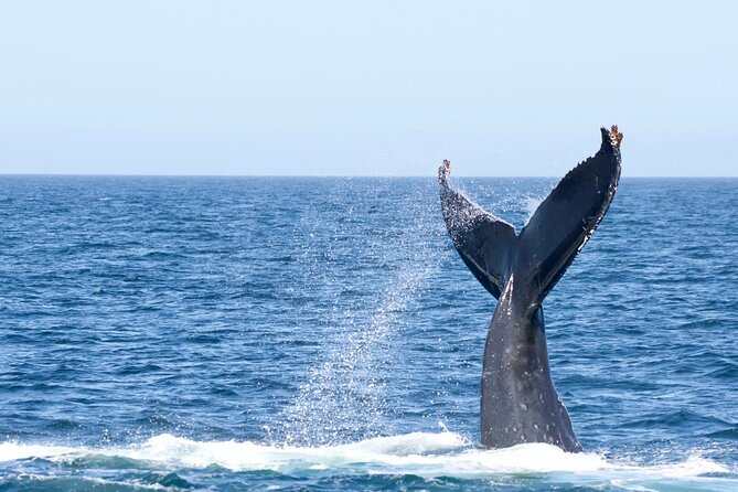 Victoria Whale Watching Tour by Zodiac - Booking and cancellation details