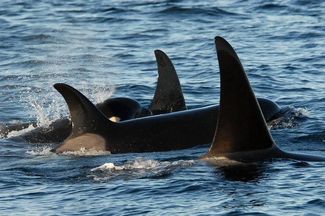 Victoria Whale Watching Tour by Zodiac - Check-in at 1119 Wharf Street