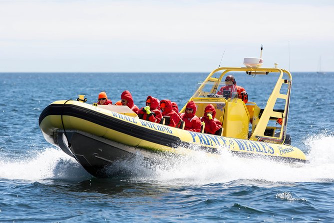 Victoria Zodiac Boat Whale Watching Adventure - Three hours on the water, with no land stops