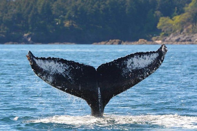 Victoria Zodiac Boat Whale Watching Adventure - Captains and guides make a real difference