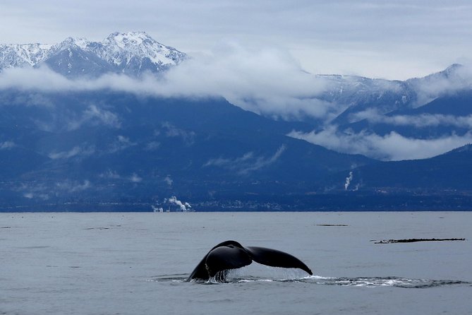 Victoria Zodiac Boat Whale Watching Adventure - The wildlife search: orcas, humpbacks, and lucky extras