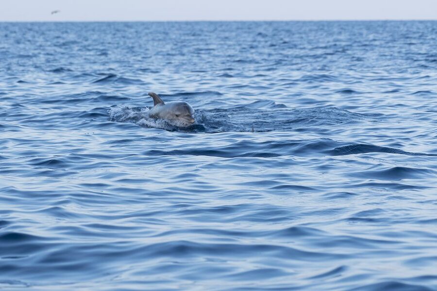Vrsar: Dolphin-Watching Sunset Adventure with Speedboat - Key points to know before boarding