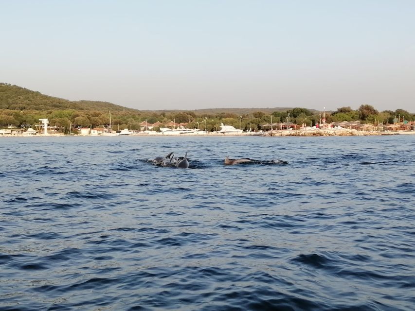 Vrsar: Dolphin-Watching Sunset Adventure with Speedboat - Who should book this Vrsar dolphin tour?