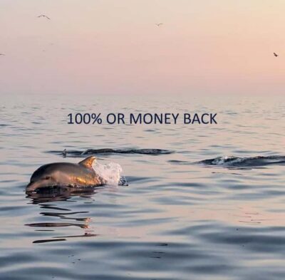 Vrsar: Dolphin-Watching Sunset Adventure with Speedboat