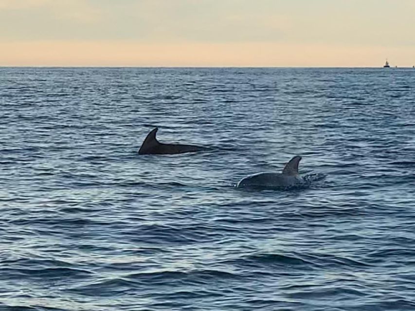 Vrsar: Dolphin-Watching Sunset Adventure with Speedboat - The skippers make a major difference