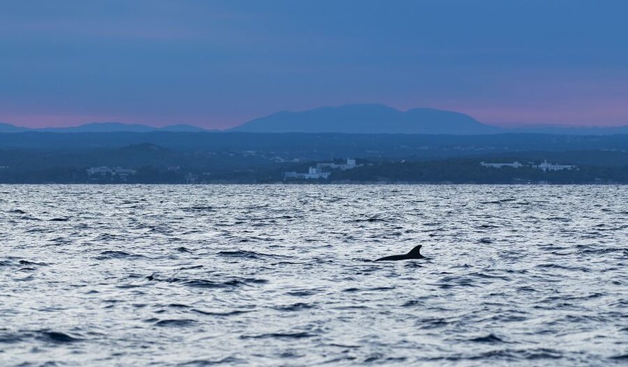 Vrsar: Dolphin-Watching Sunset Adventure with Speedboat - Is $29 good value for Istria?