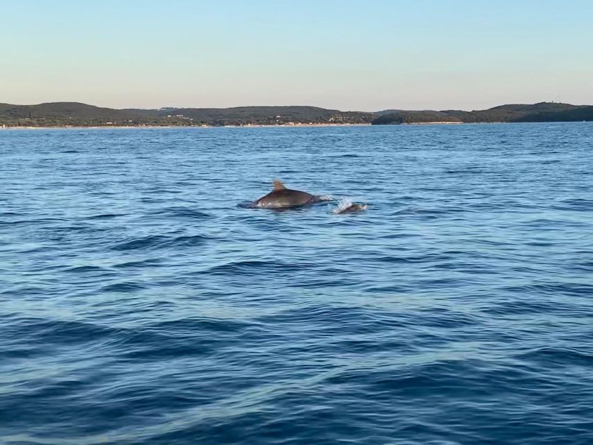 Vrsar: Dolphin-Watching Sunset Adventure with Speedboat - How to get the most from the trip