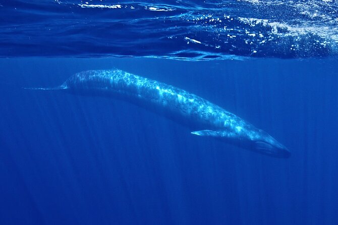 Whale and Dolphin Watching in San Diego Speedboat Tour - San Diego whale watching at a glance