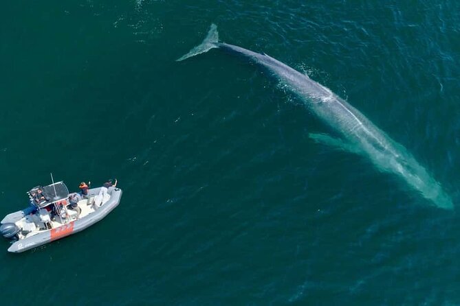Whale and Dolphin Watching in San Diego Speedboat Tour - Summer blue whales and fall humpbacks